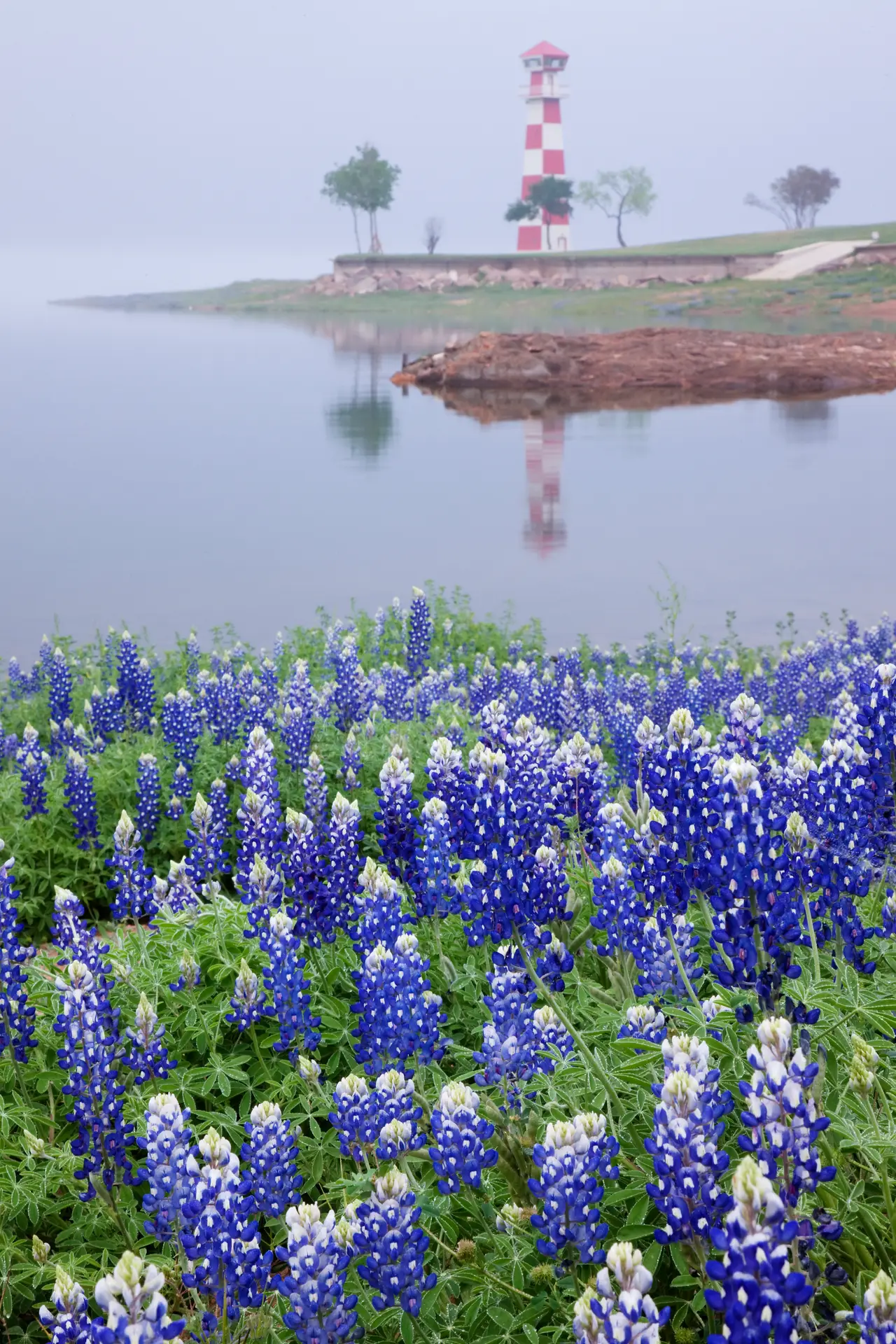 Bluebonnets on a beac in Texas